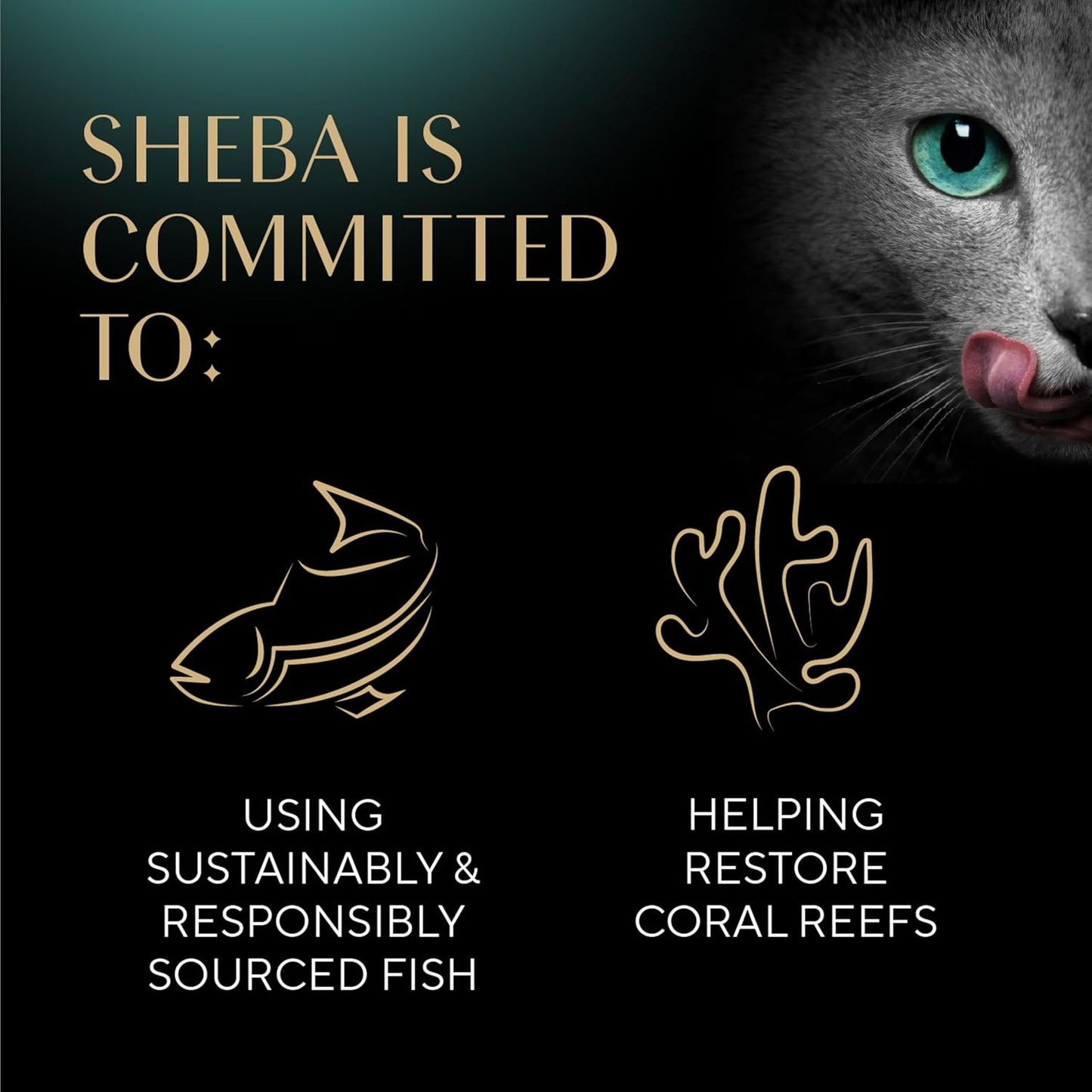 SHEBA - Bandejas de porciones perfectas de comida húmeda para gatos...