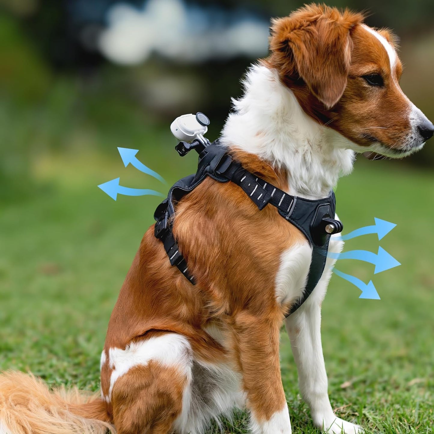 Insta360 GO 3\/GO 3S - Soporte de arnés para mascotas, talla S