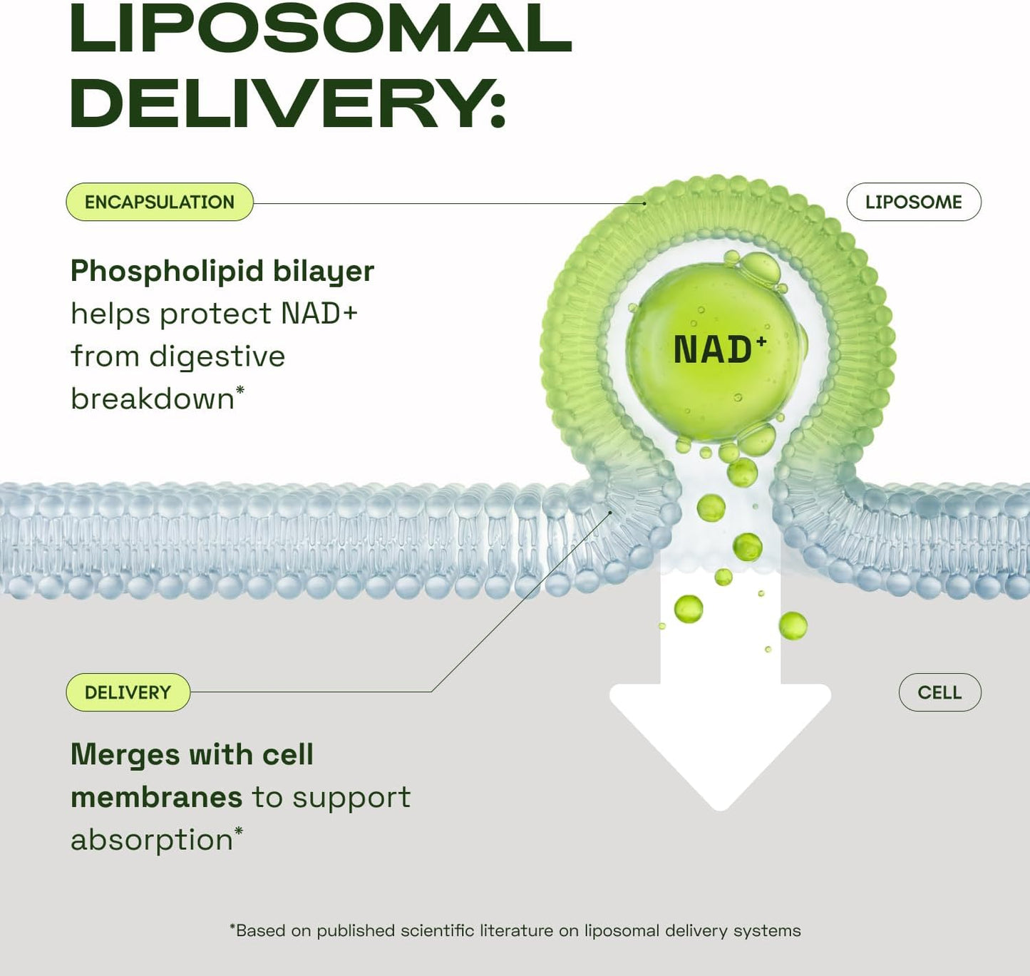 Cata-Kor Suplemento liposomal de NAD con resveratrol - Alternativa...