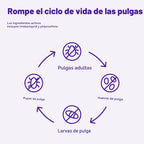 Amazon Basics Tratamiento tópico preventivo contra pulgas para gato...