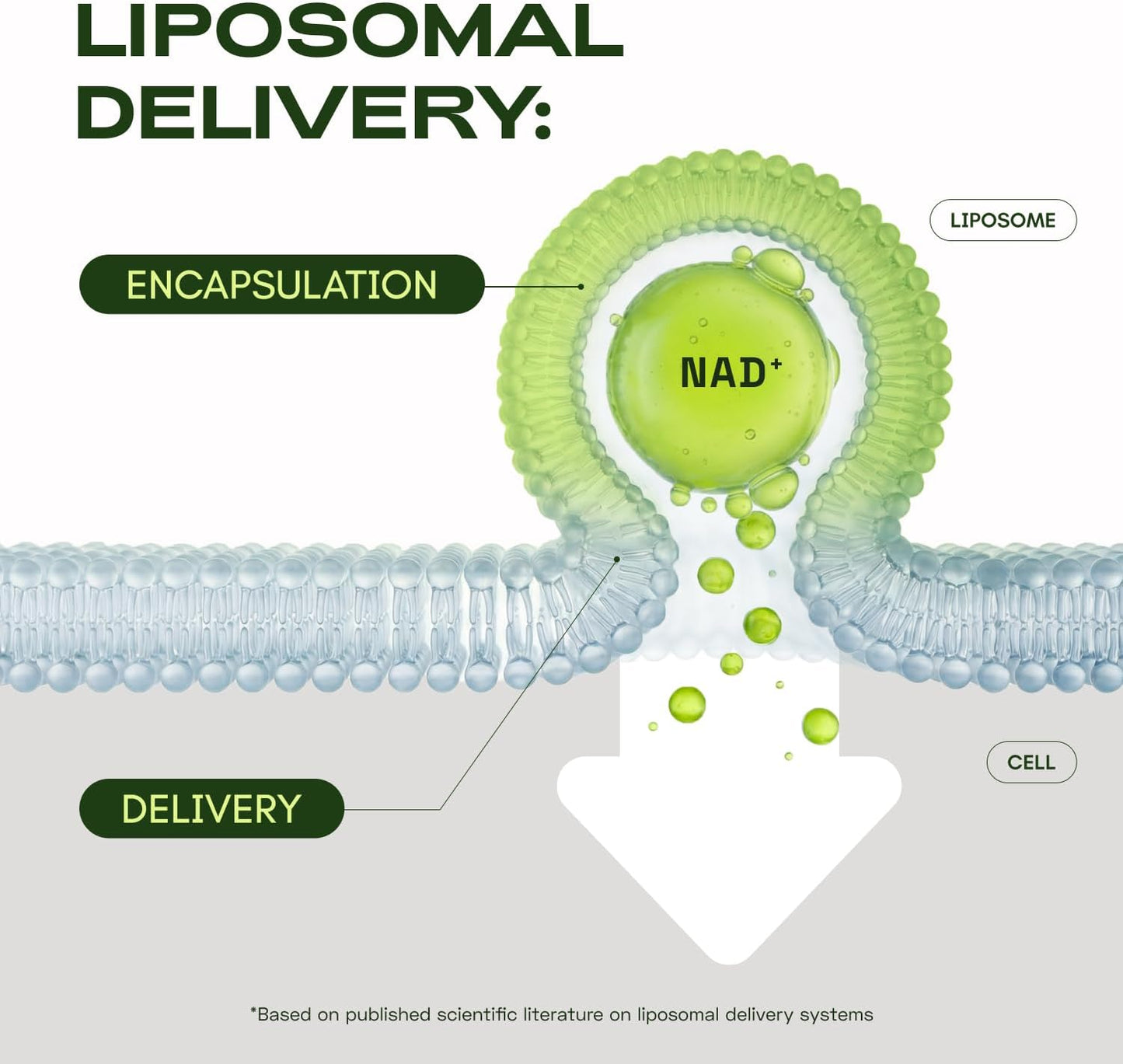 Cata-Kor Suplemento liposomal NAD con resveratrol \u2013 Alternativ...