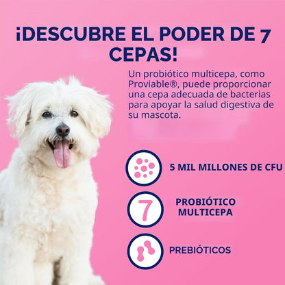 Nutramax Proviable Probióticos para Perros y Gatos, Suplemento Diar...
