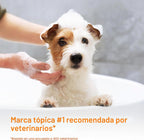 Douxo S3 PYO Champú de clorhexidina para perros, champú medicado an...