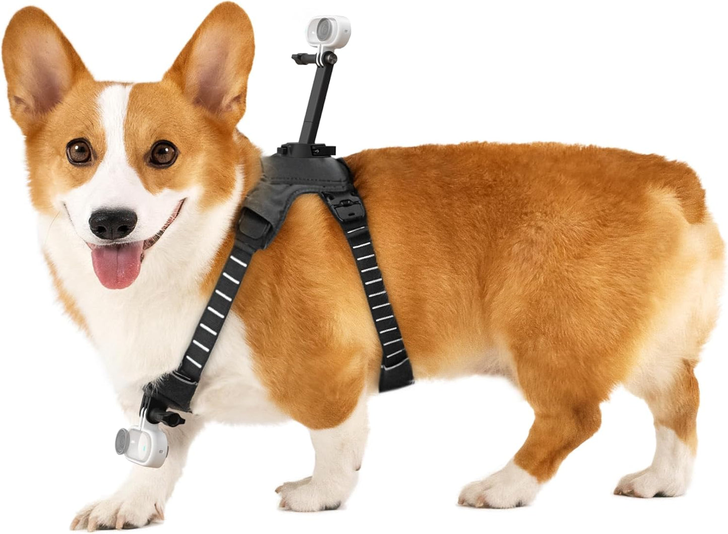 Insta360 GO 3\/GO 3S - Soporte de arnés para mascotas, talla S