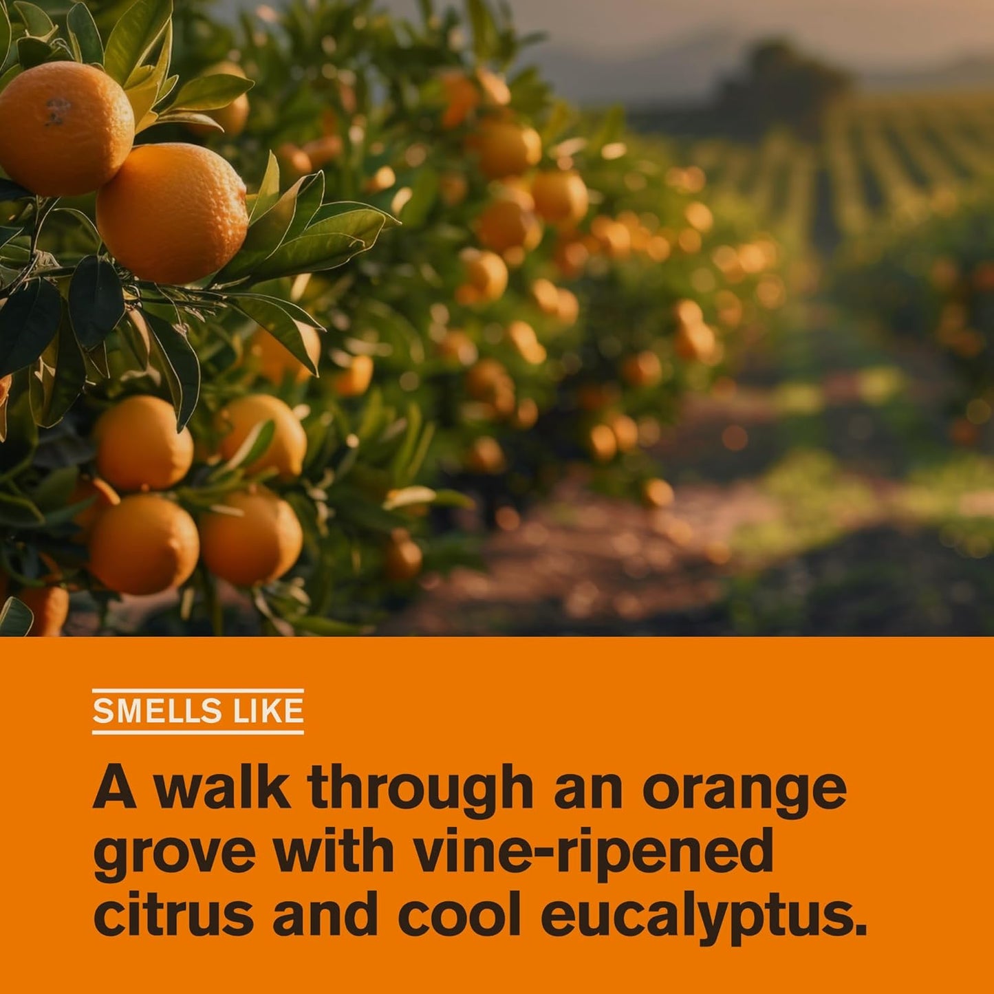 Every Man Jack Citrus + Eucalyptus Gel de baño para hombre para tod...