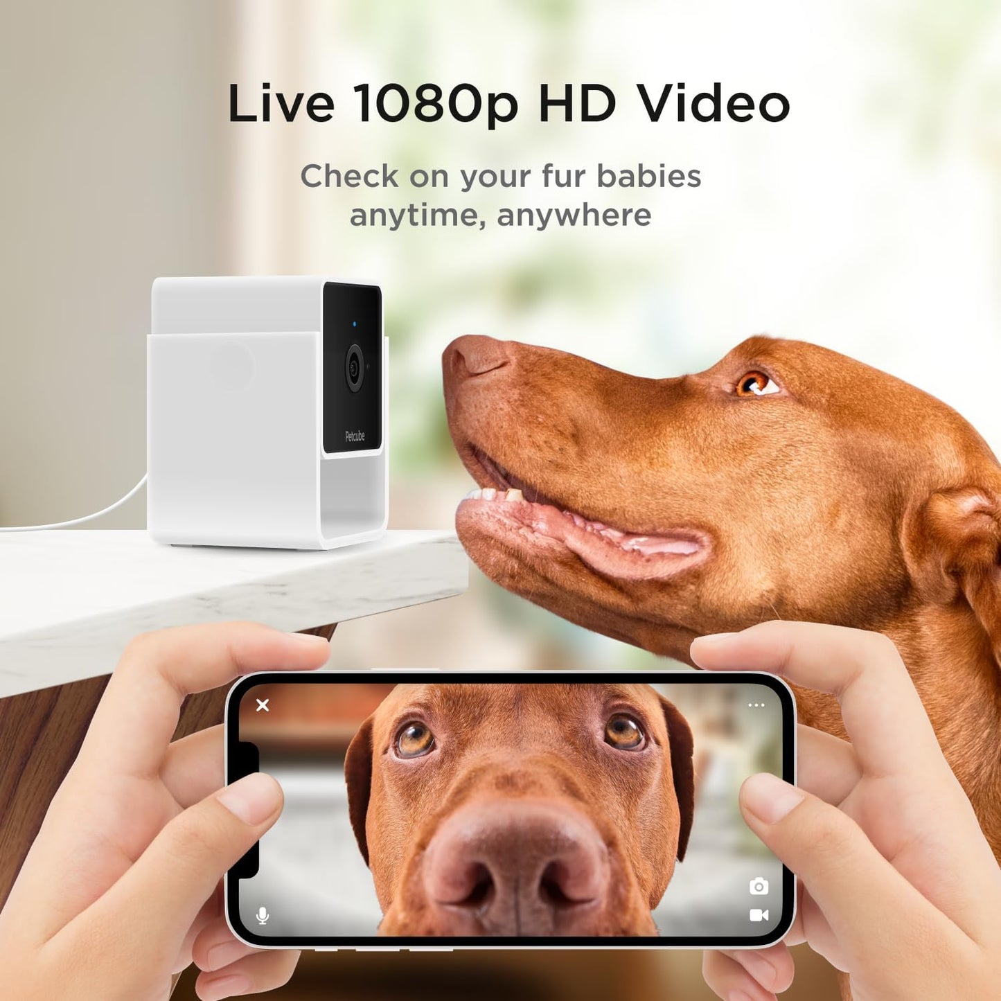 Petcube Cam The Pack de 2 | Cámara de seguridad para mascotas Wi-Fi...