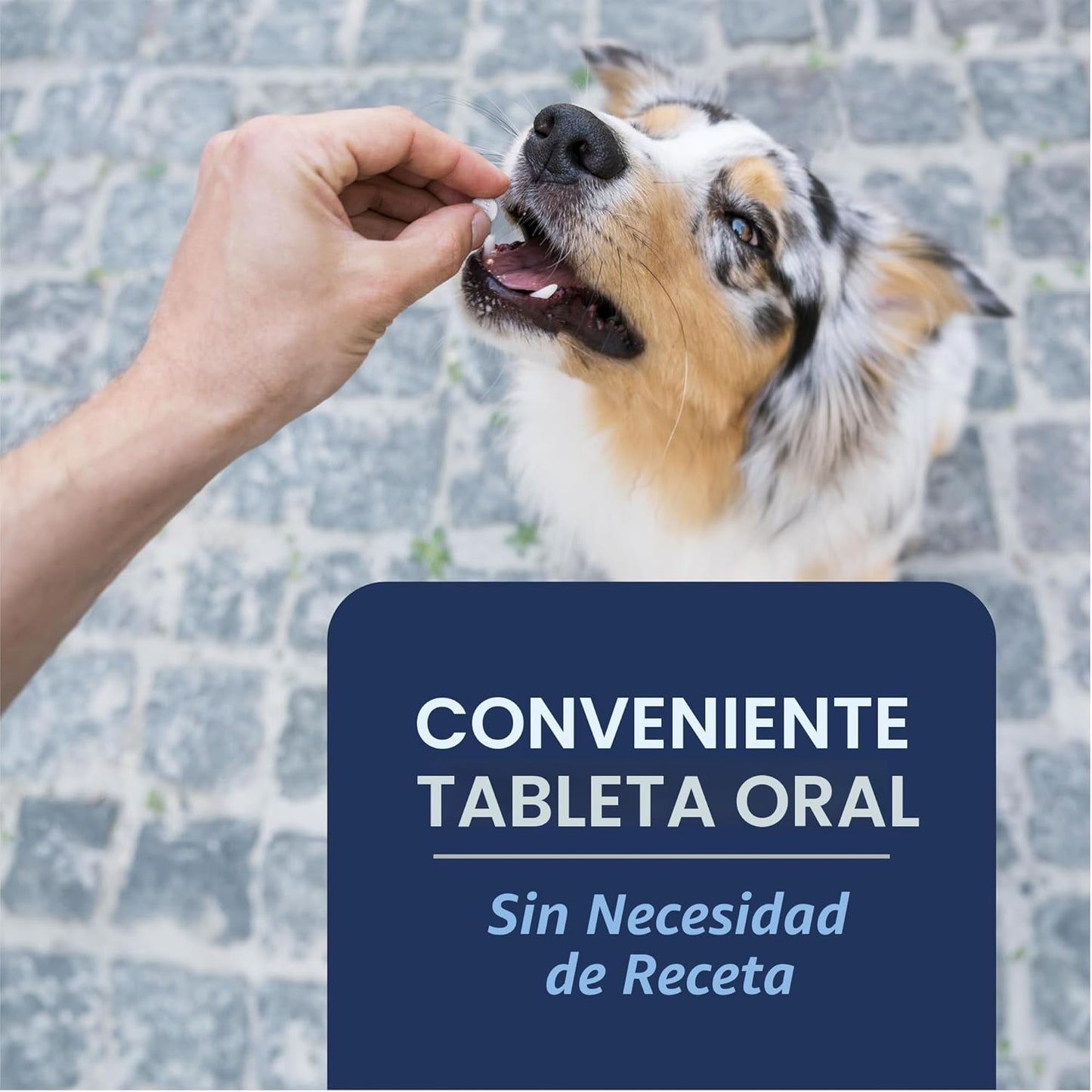 PetArmor CAPACTION (nitenpyram) tratamiento oral contra pulgas para...