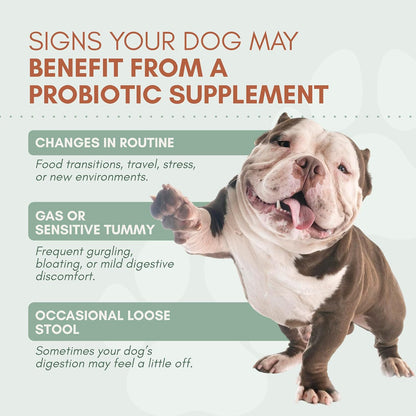 Snoot to Toot Probióticos para perros con prebióticos, enzimas dige...