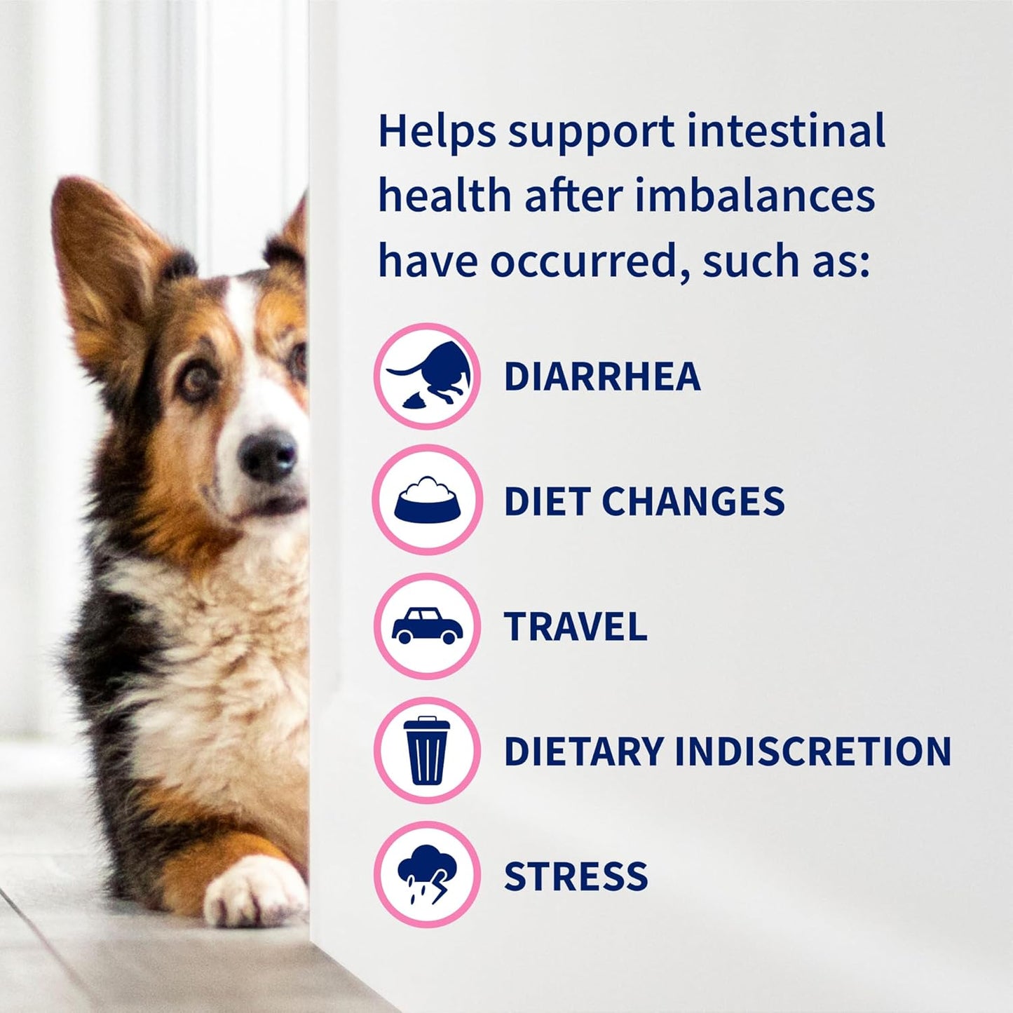 Nutramax Proviable Probióticos para Perros y Gatos, Suplemento Diar...