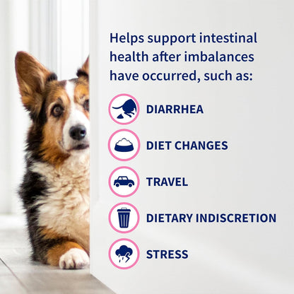 Nutramax Proviable Probióticos para Perros y Gatos, Suplemento Diar...