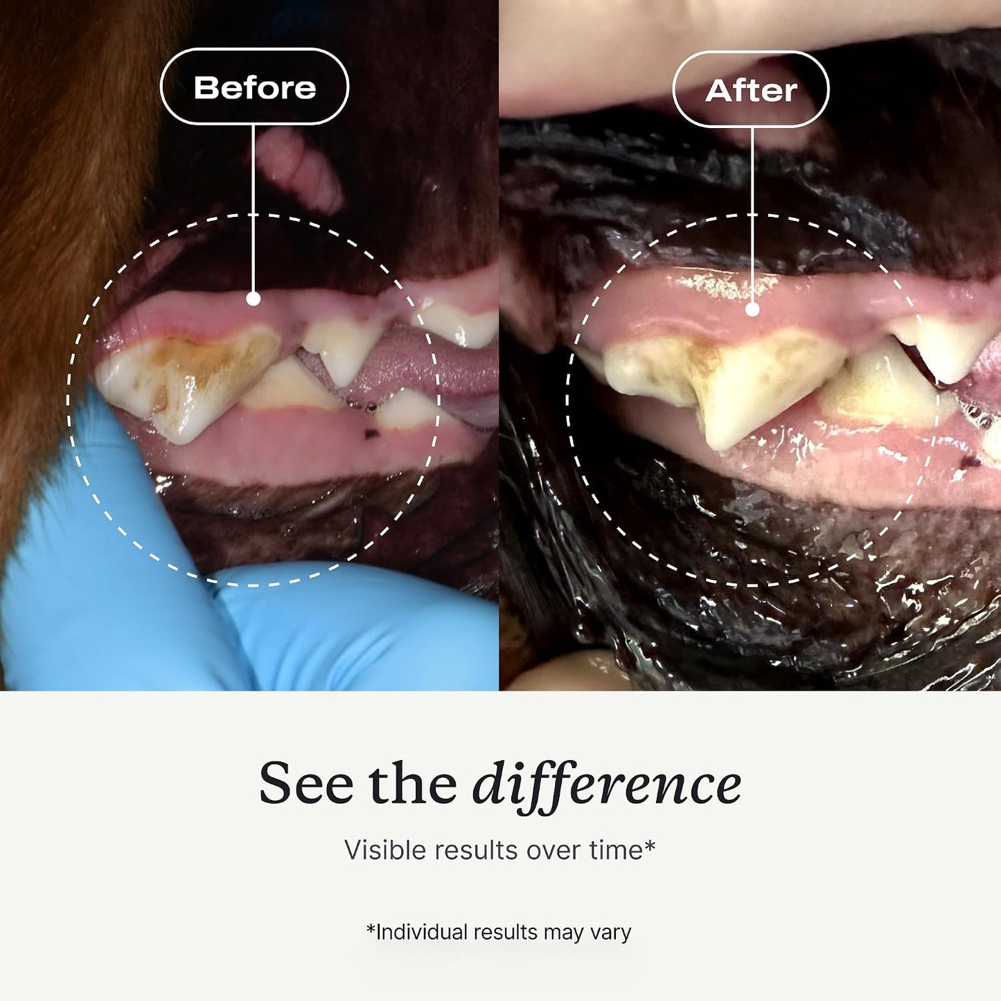PetLab Co. ProBright Polvo Dental - Refrescante de Aliento para Per...