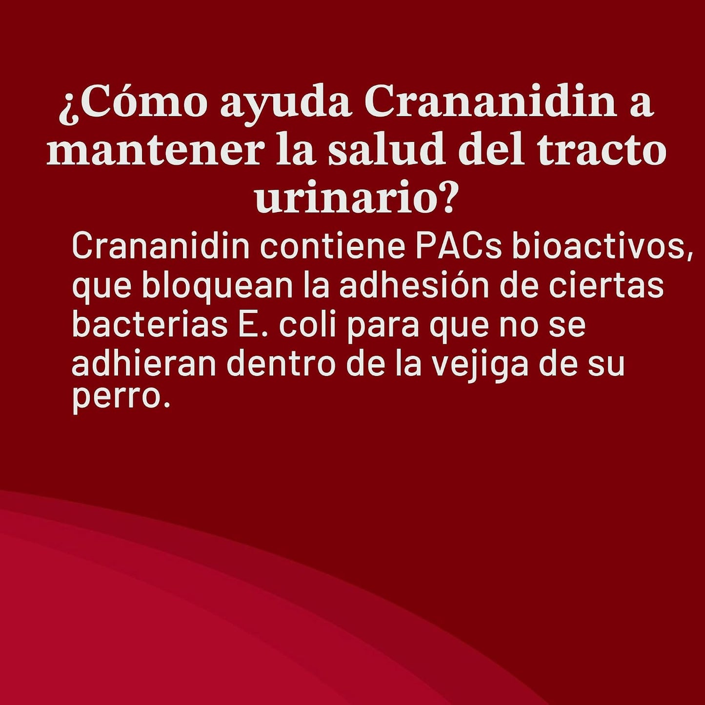 Nutramax Laboratories Crananidin Extracto de Arándano Suplemento pa...