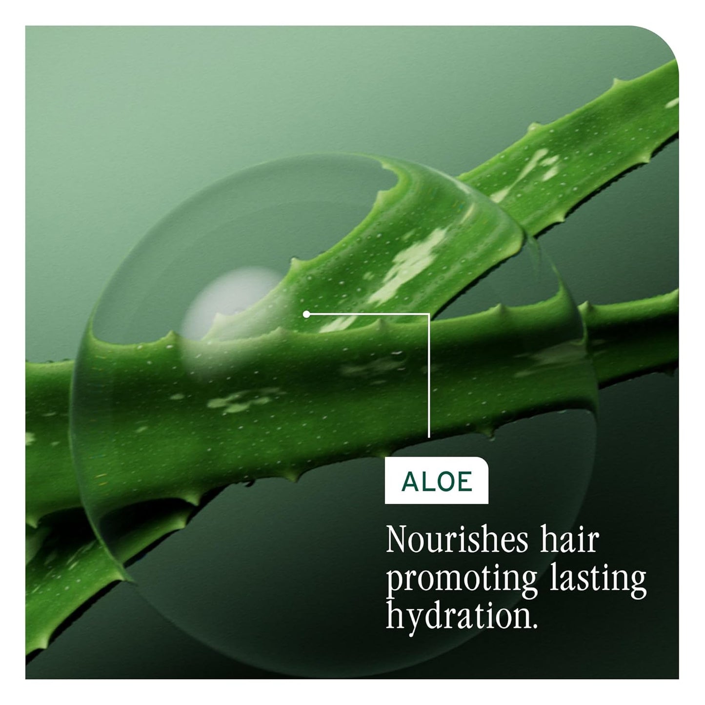 Biolage Hydra Source Shampoo - Softens, Moisturizes &amp; Adds Shin...