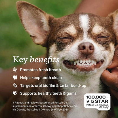 Polvo dental ProBright de PetLab Co. - Desodorante de aliento para...