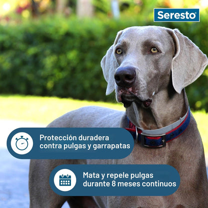 Prevención y tratamiento de pulgas de gatos grandes Advantage XD pa...