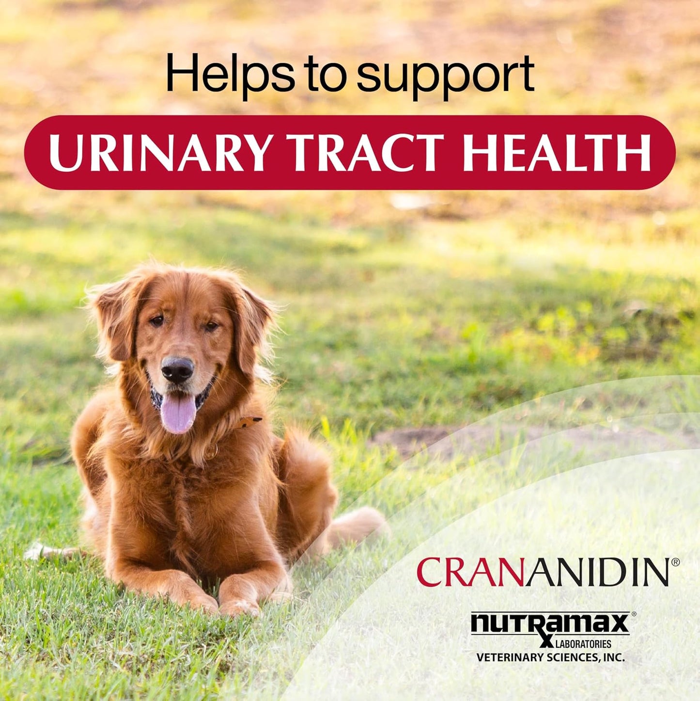 Nutramax Laboratories Crananidin Extracto de Arándano Suplemento pa...