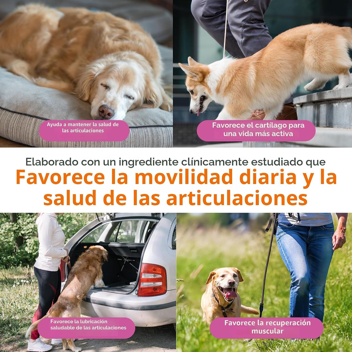 Zesty Paws Mobility Bites Suplemento para articulaciones de perro,...