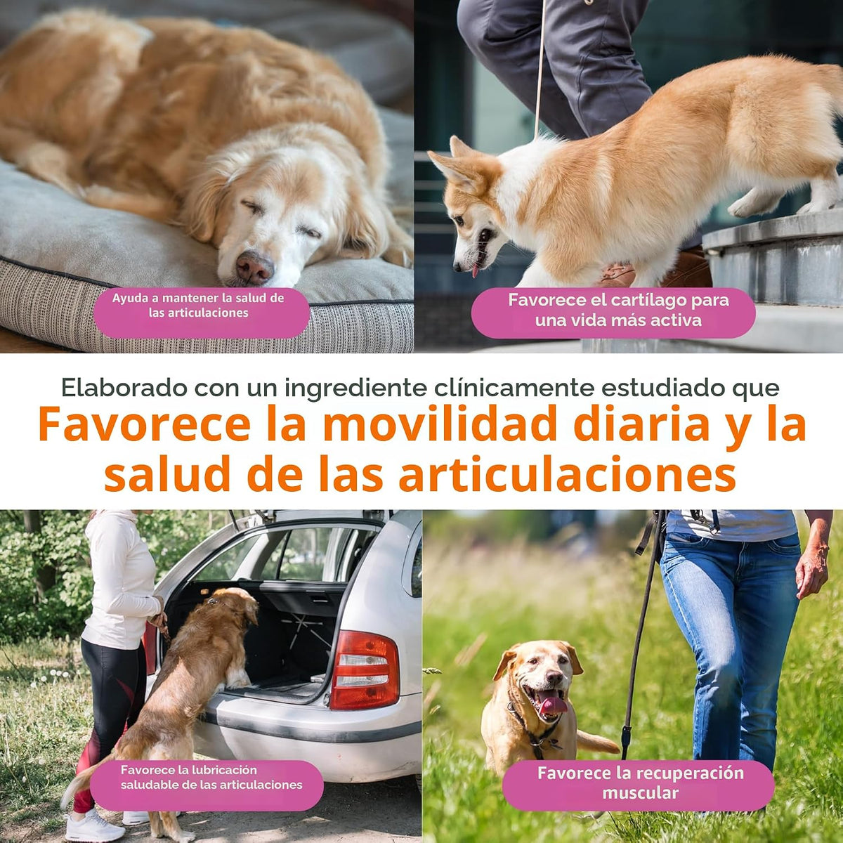 Zesty Paws Mobility Bites Suplemento para articulaciones de perro,...