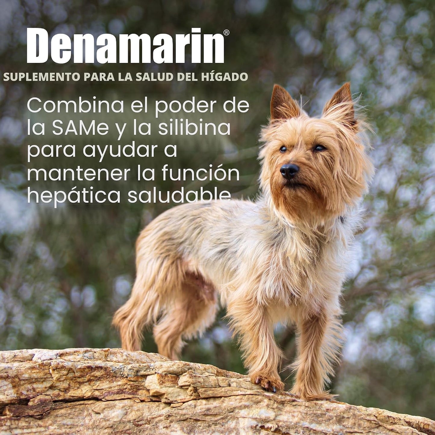 Nutramax Laboratories Denamarin Suplemento de salud hepática para p...