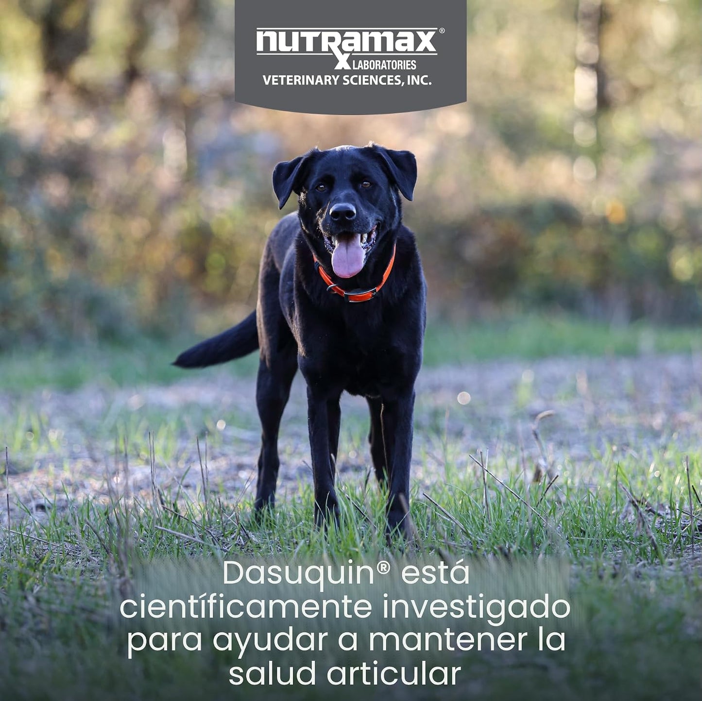 Nutramax Dasuquin para perros grandes, suplemento para la salud de...