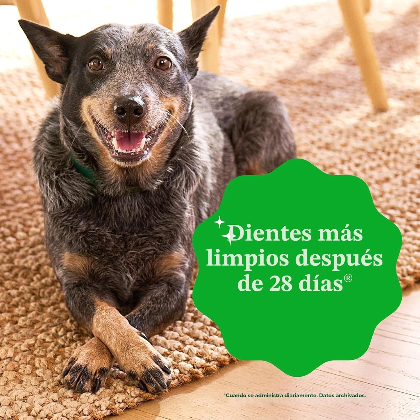 Greenies Golosinas dentales naturales para perros adultos recomenda...