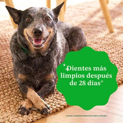 Greenies Golosinas dentales naturales para perros adultos recomenda...