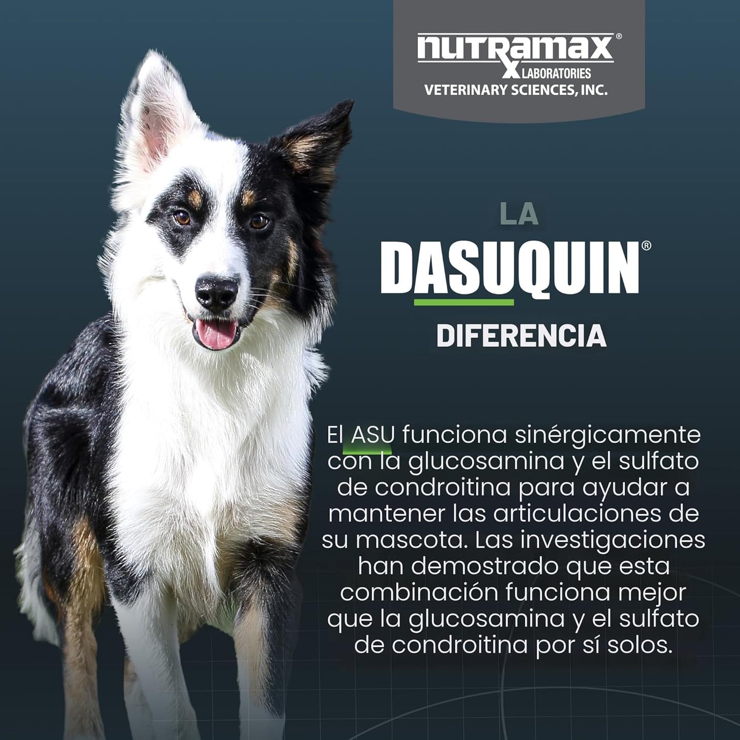 Nutramax Dasuquin para perros pequeños a medianos, suplemento para...
