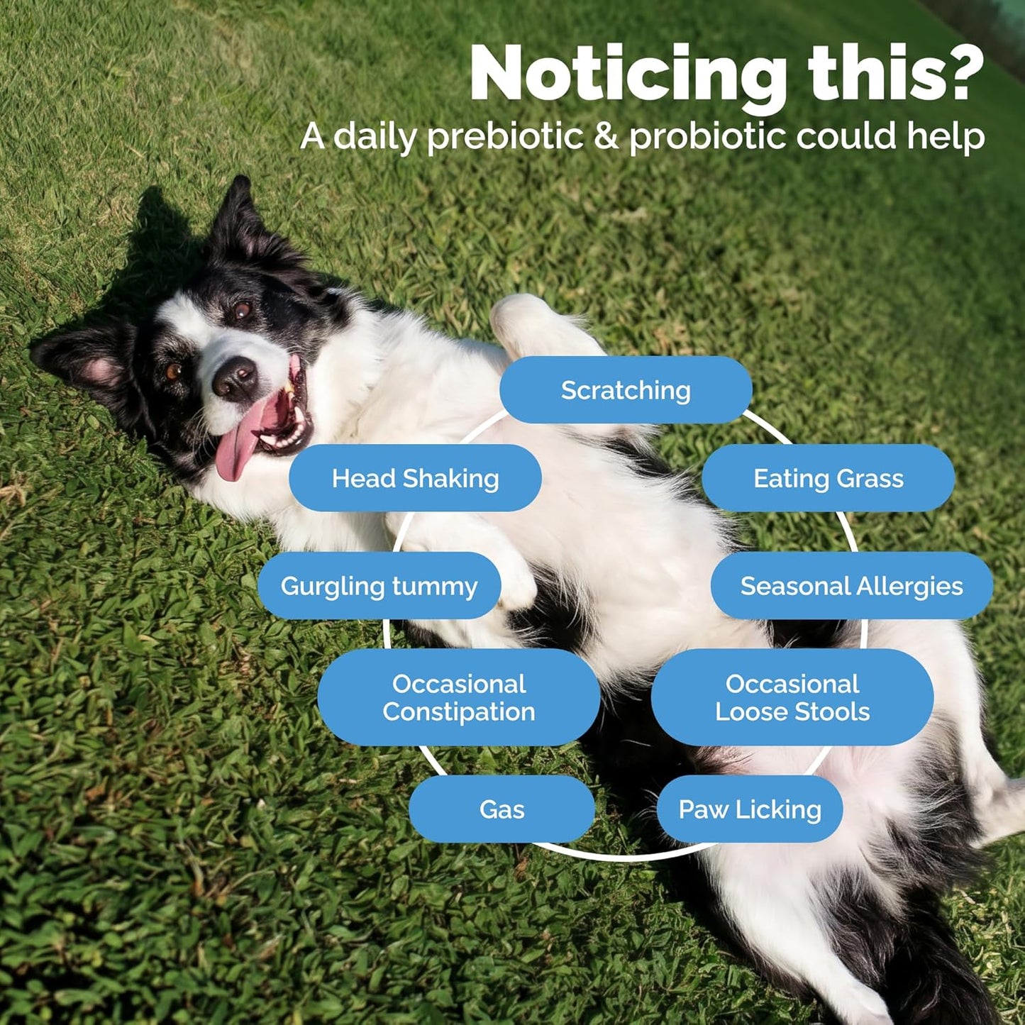 Vetnique Glandex Probióticos Diarios para Perros con Prebióticos pa...