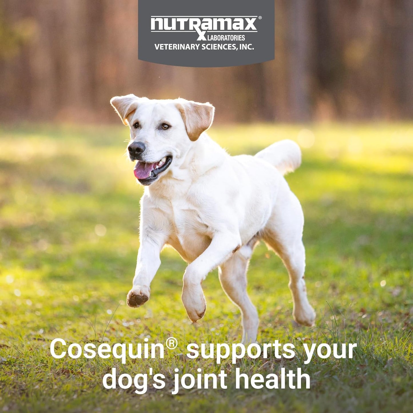 Nutramax Cosequin - Suplemento para la salud de las articulaciones...