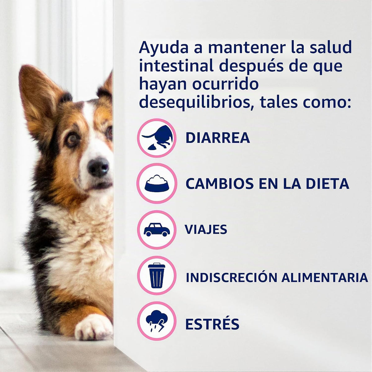 Nutramax Probióticos proviables para perros y gatos pequeños, kit d...