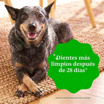 Greenies Golosinas dentales naturales para perros adultos recomenda...