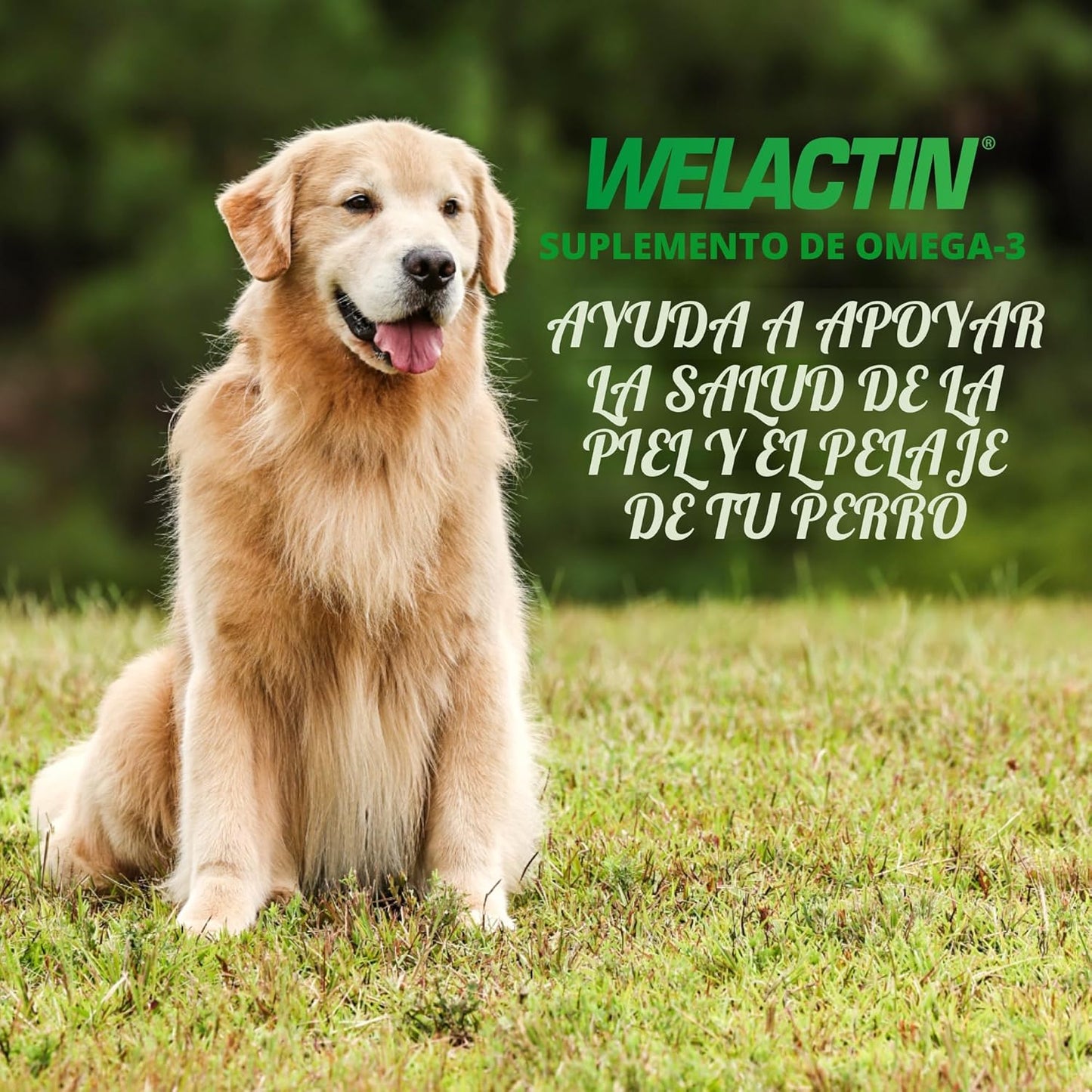 Nutramax Welactin Omega 3 Aceite de pescado para perros, suplemento...