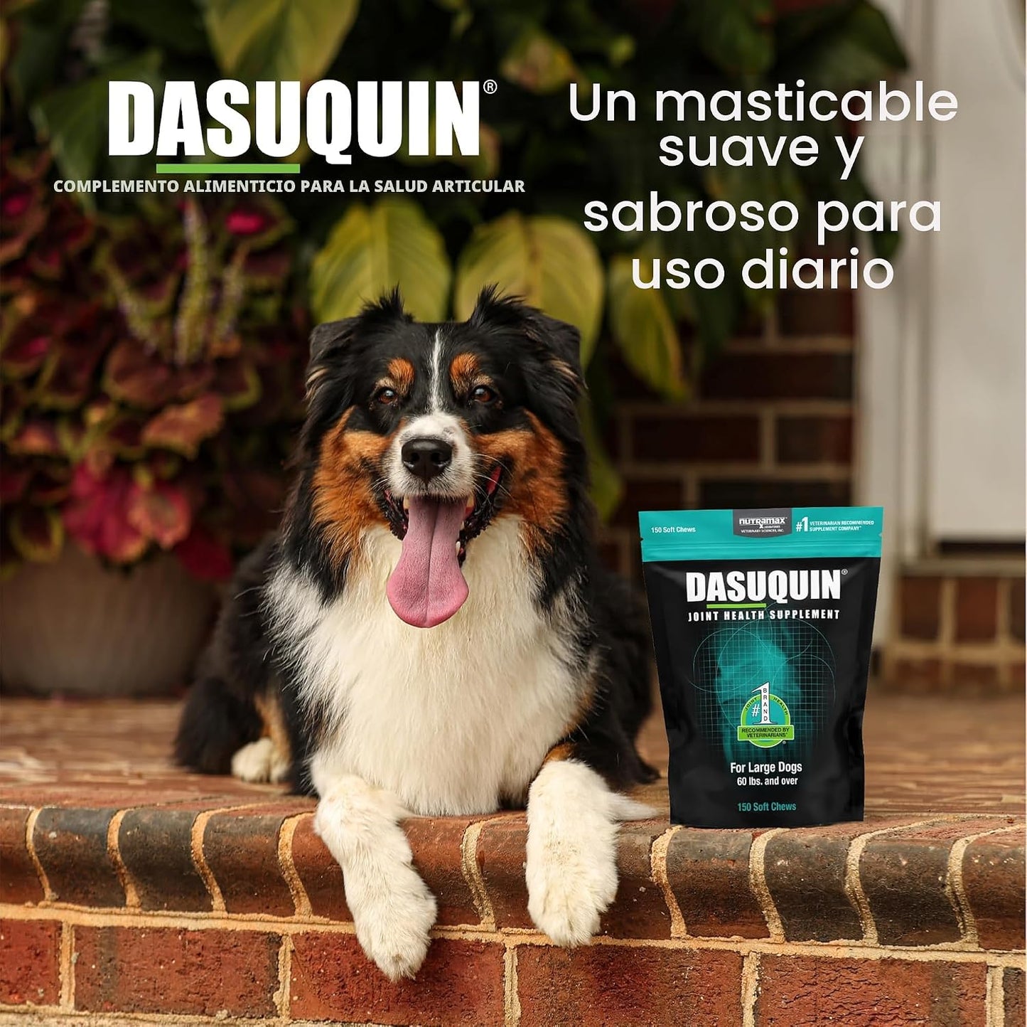 Nutramax Dasuquin para perros grandes, suplemento para la salud de...