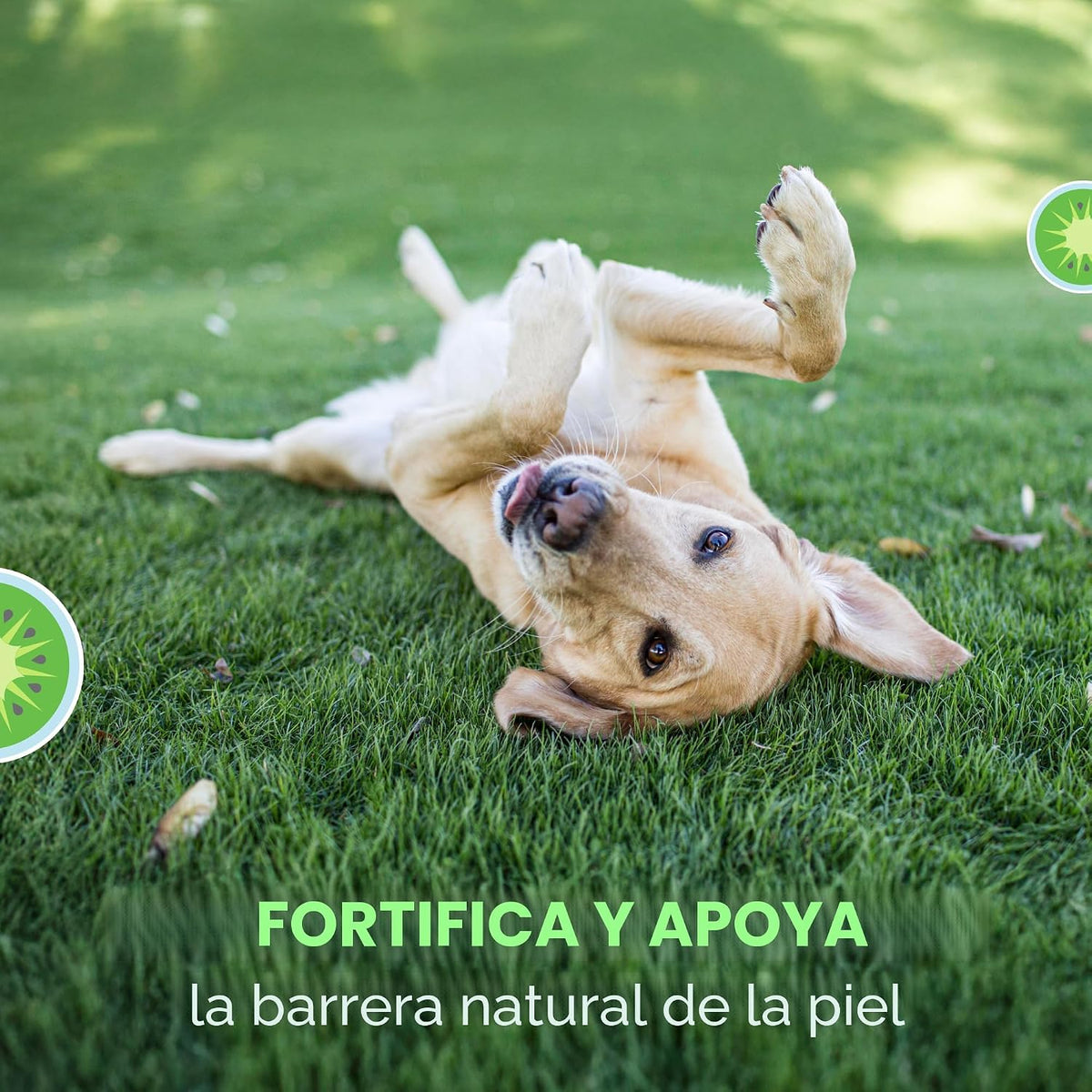 Nutramax Dermaquin Suplemento de Apoyo para la Piel para Perros Gra...