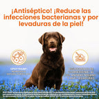 Douxo S3 PYO Champú medicado para perros con clorhexidina al 3% par...