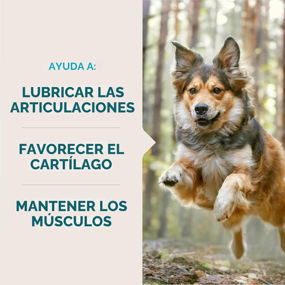 VetIQ Suplemento de glucosamina para cadera y articulaciones para p...