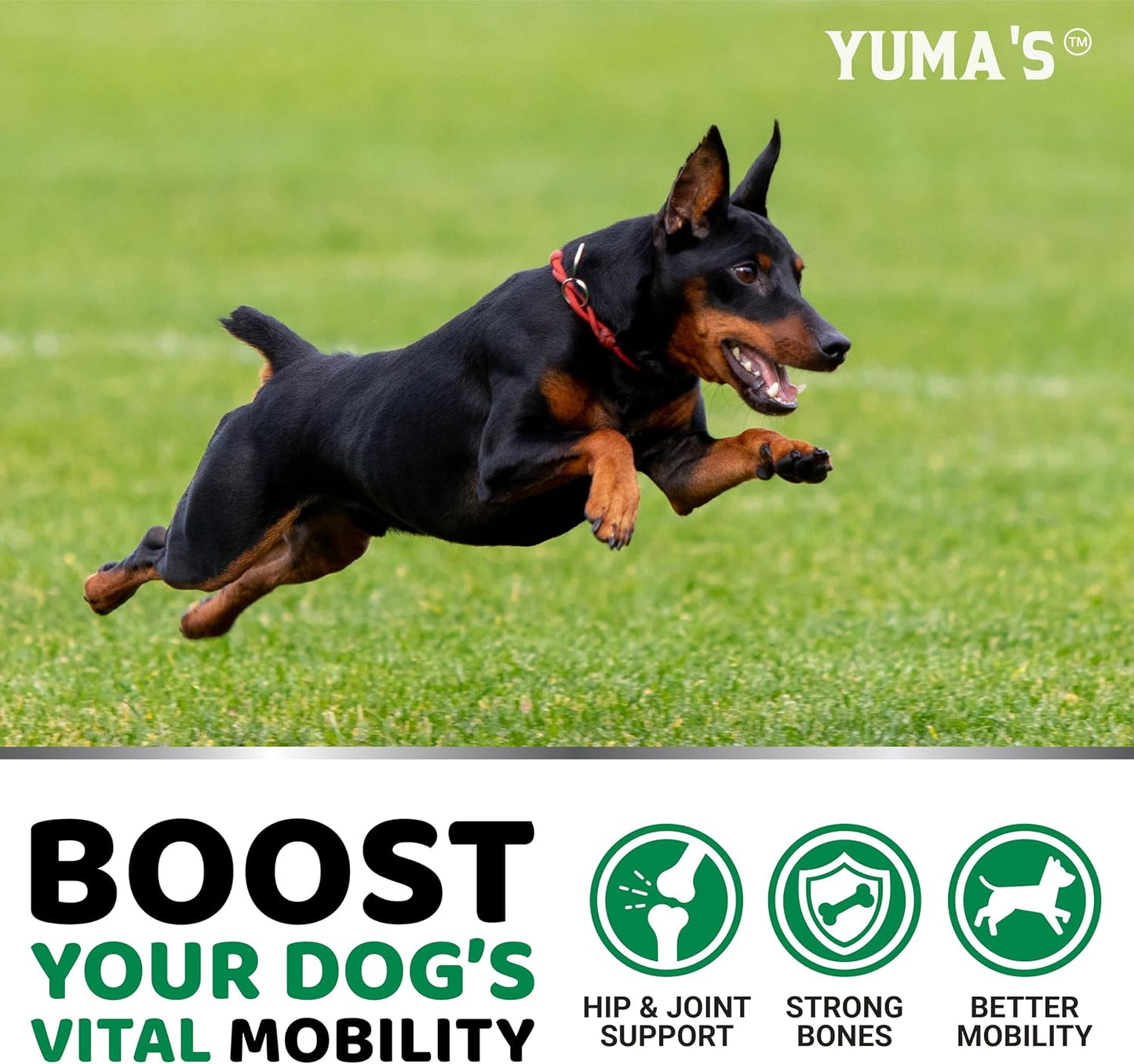 YUMA'S Suplemento de cáñamo para cadera y articulaciones para p...