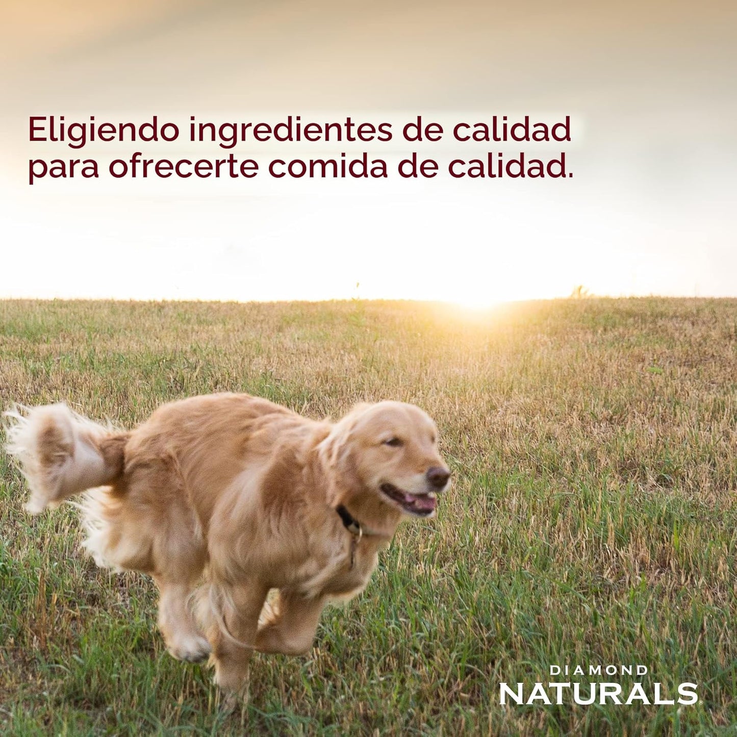 Diamond Skin &amp; Coat Receta de Carne Real con Salmón Silvestre E...