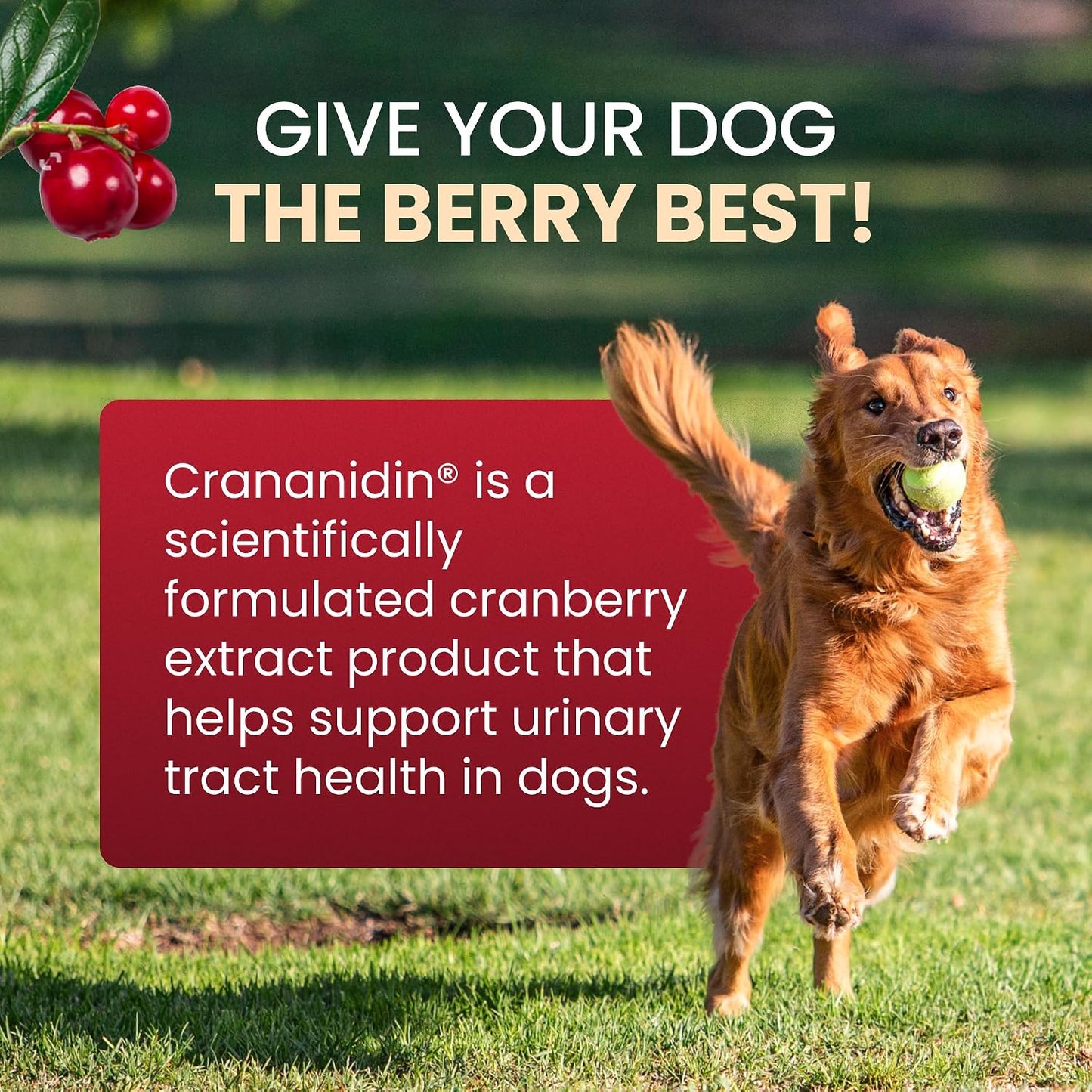 Nutramax Crananidina para perros, salud del tracto urinario y apoyo...