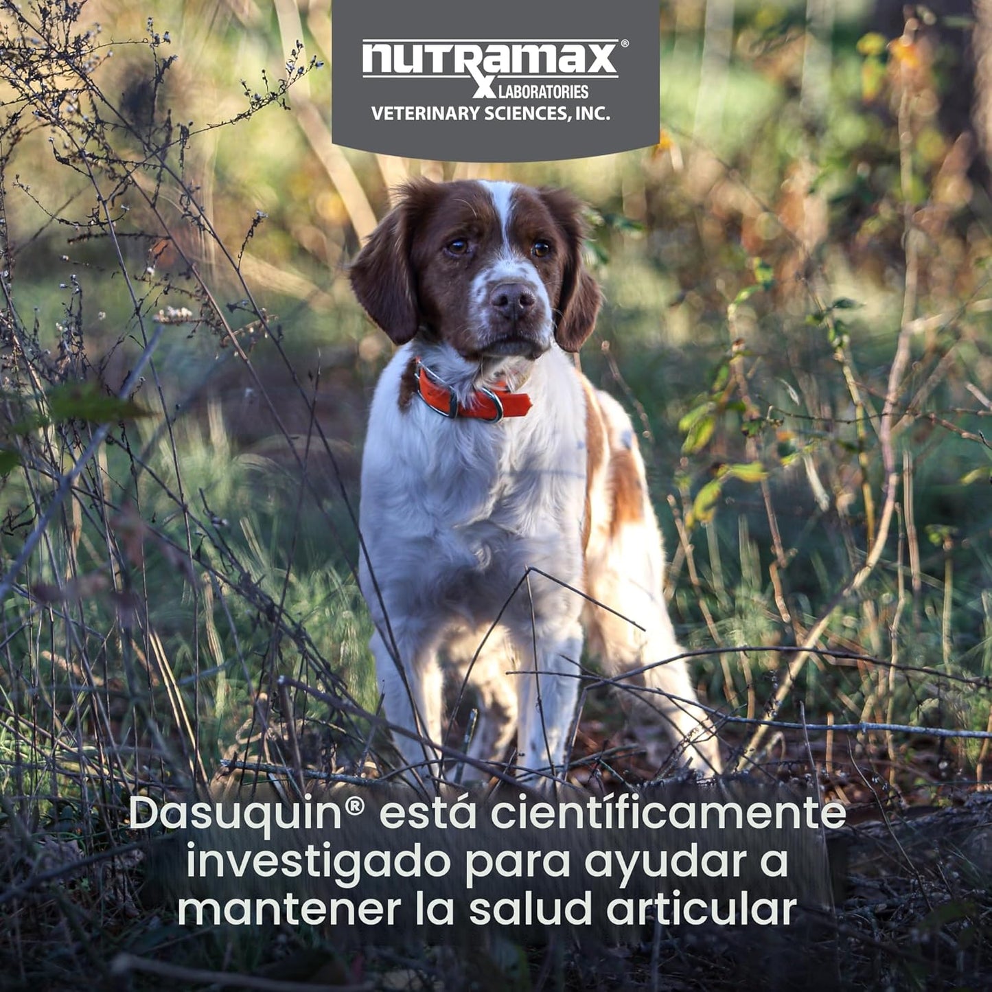 Nutramax Dasuquin para perros pequeños a medianos, suplemento para...