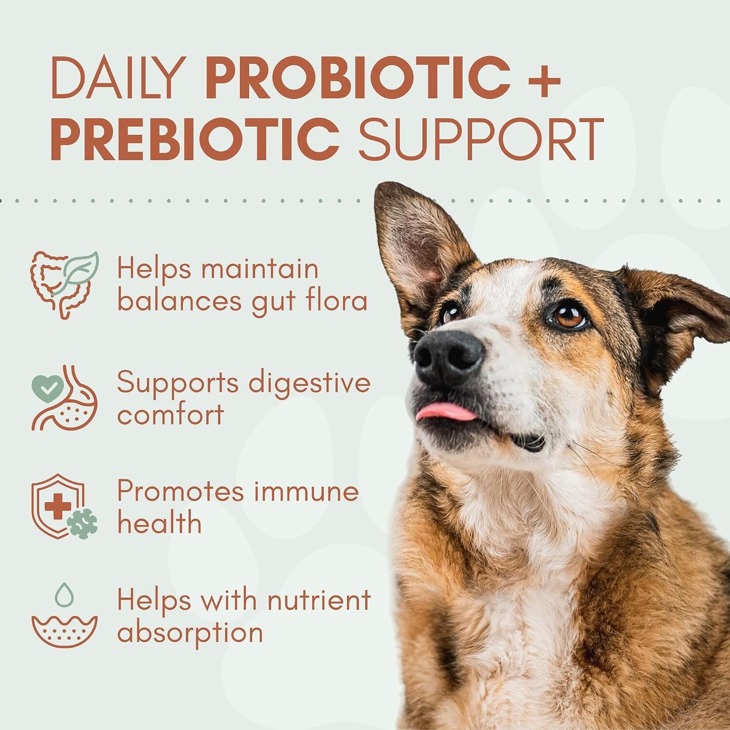 Snoot to Toot Probióticos para perros con prebióticos, enzimas dige...