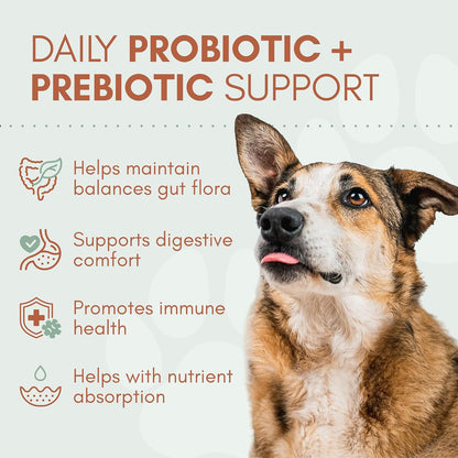 Snoot to Toot Probióticos para perros con prebióticos, enzimas dige...