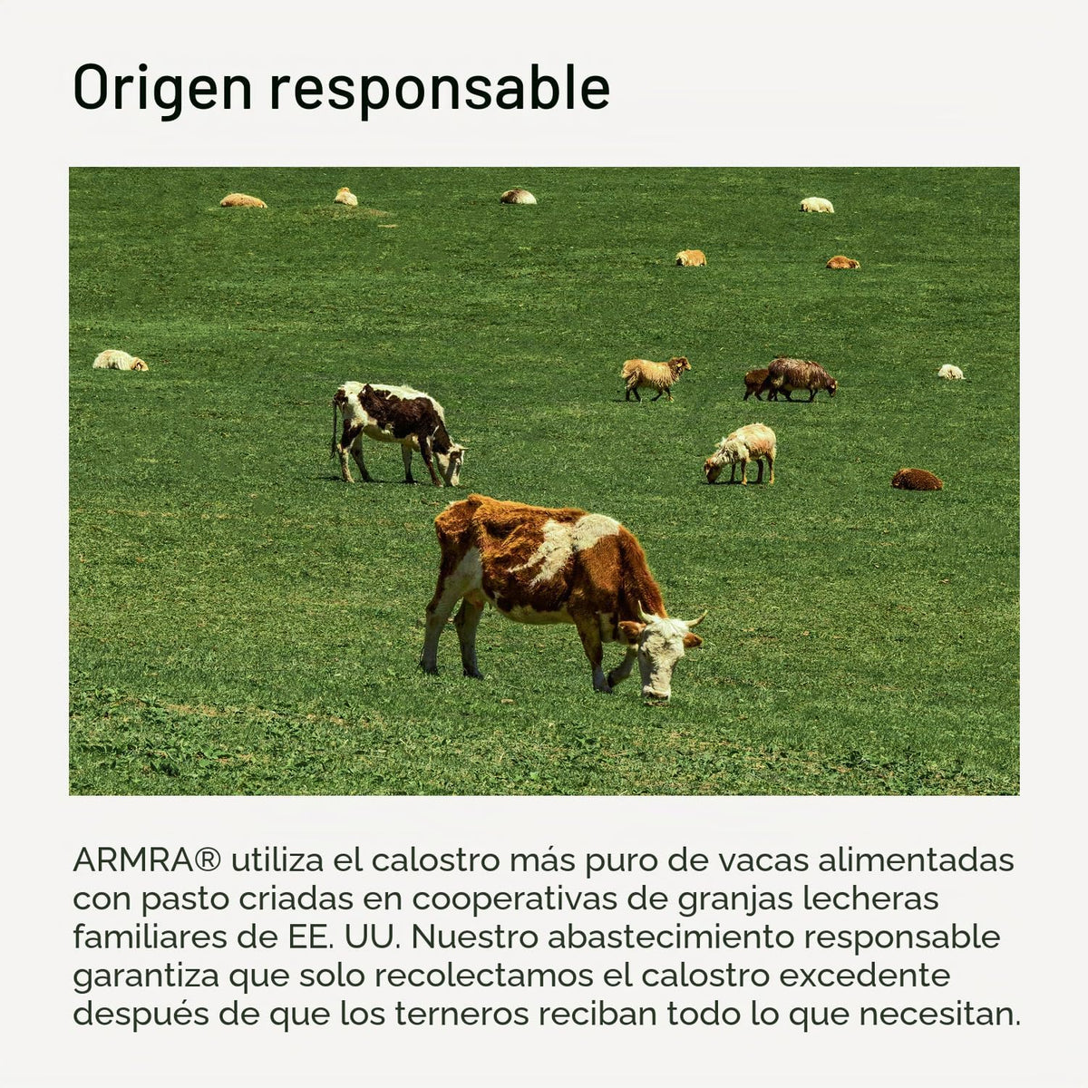 ARMRA - Polvo de calostro, sandía de vid, 30 palitos de viaje para...
