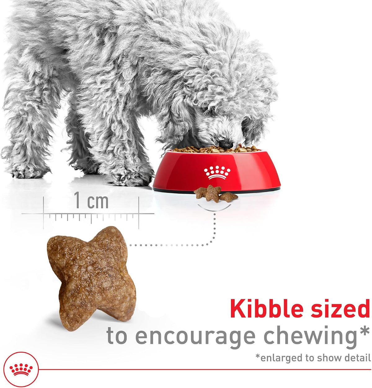 Royal Canin Size Health Nutrition - Alimento seco para perros de ra...