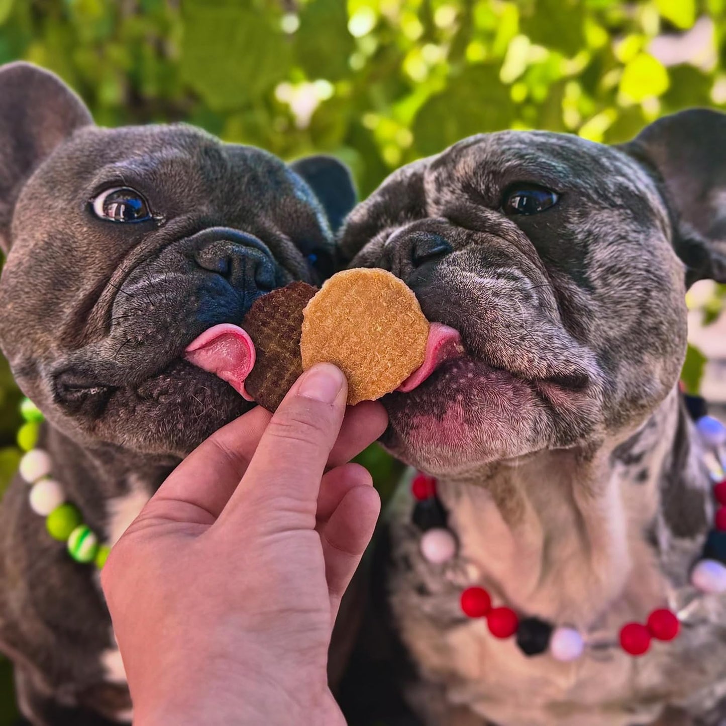 Farm To Pet - Golosinas de entrenamiento para perros - Chips de pol...
