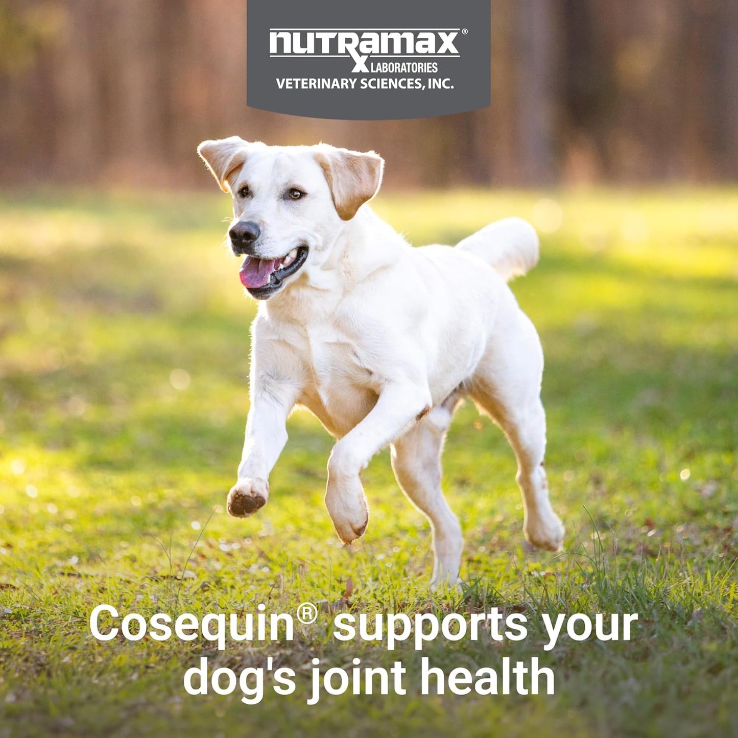 Nutramax Cosequin - Suplemento para la salud de las articulaciones...