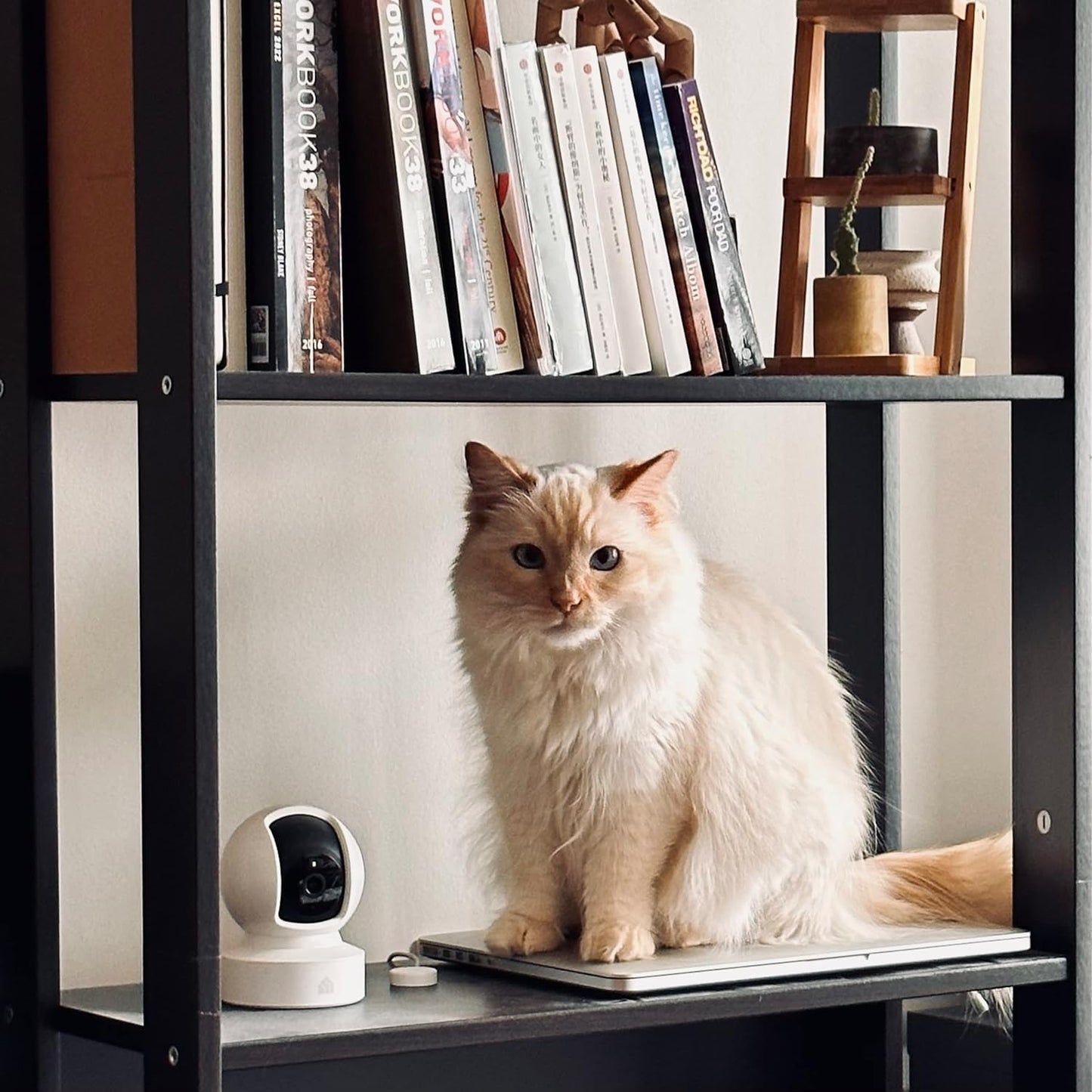 Kasa Smart Cámara de seguridad Kasa 2K QHD Pan\/Tilt, sensor Starli...
