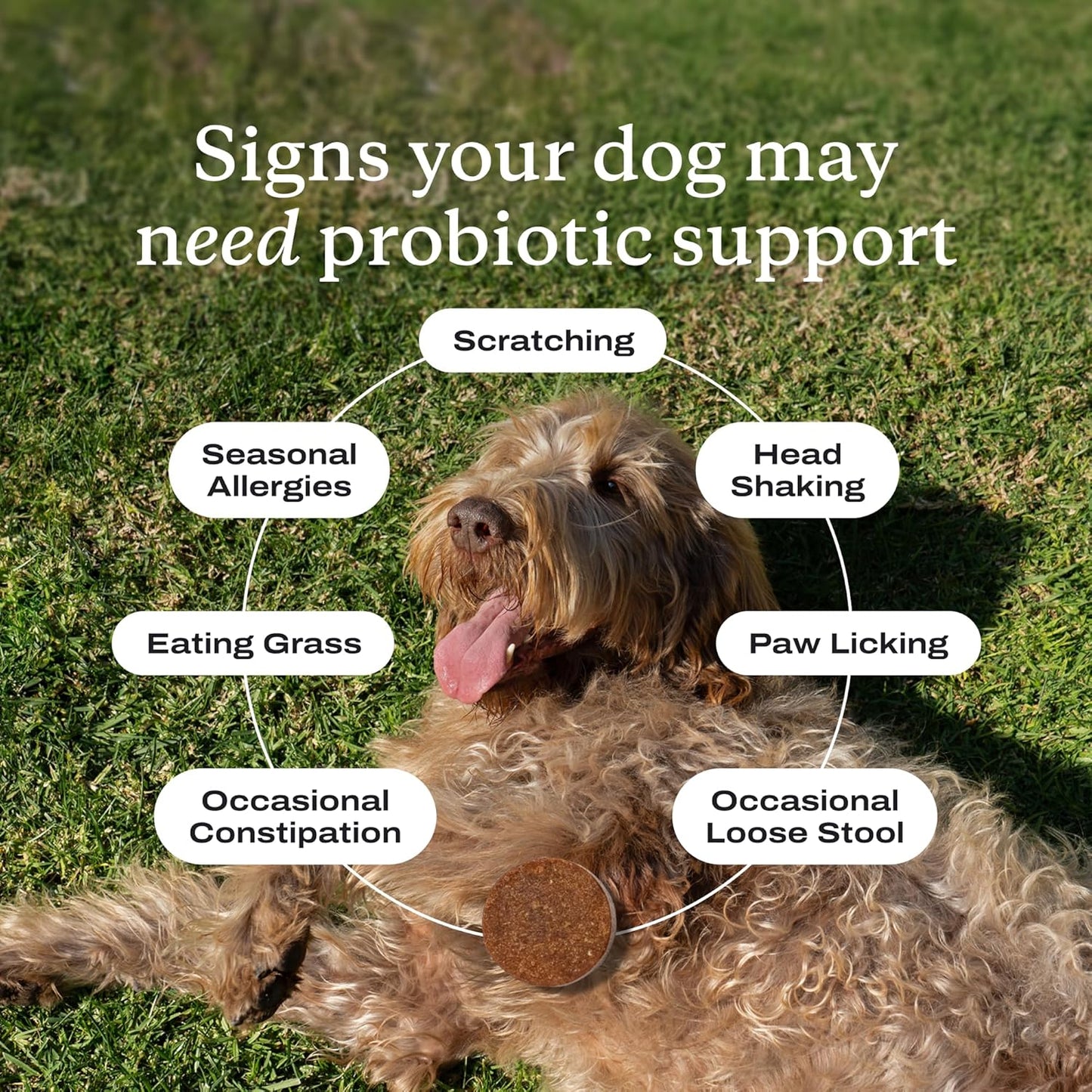 PetLab Co. Probióticos para perros, ayudan a la salud intestinal, l...