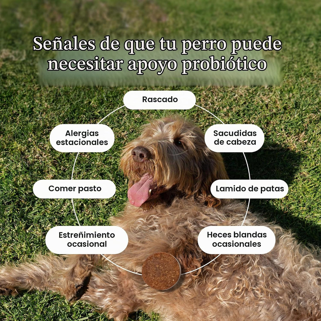 PetLab Co. Masticables probióticos para perros, 30 masticables suav...