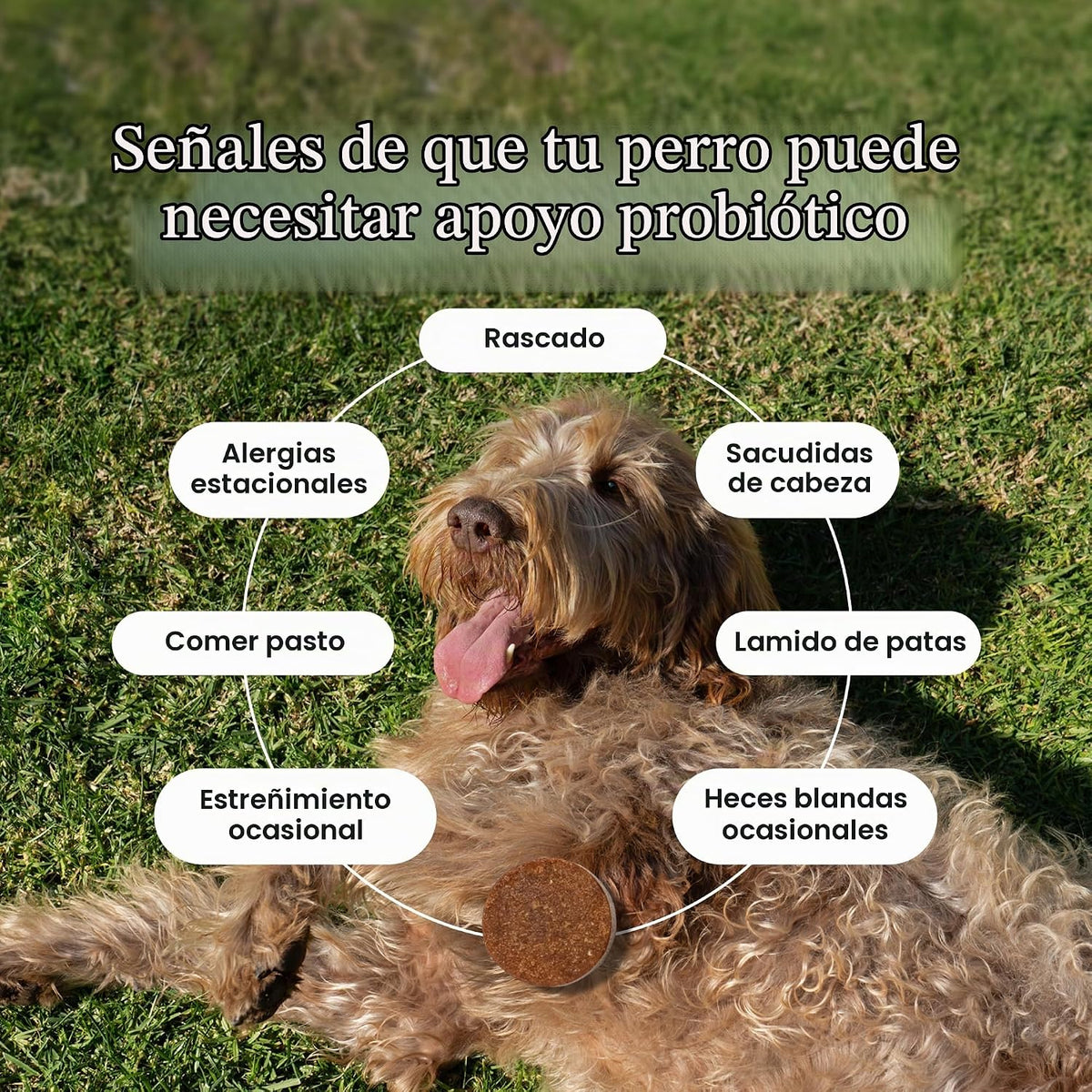 PetLab Co. Masticables probióticos para perros, 30 masticables suav...